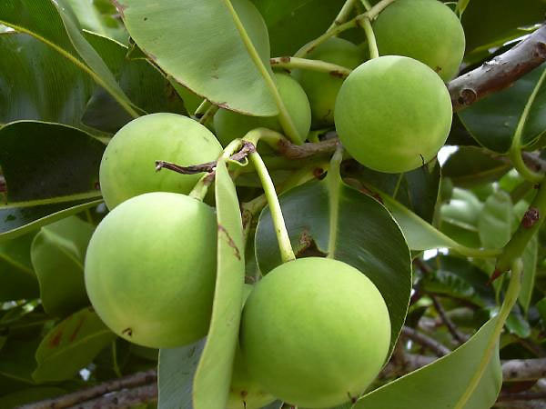 Tamanu Seed Oil