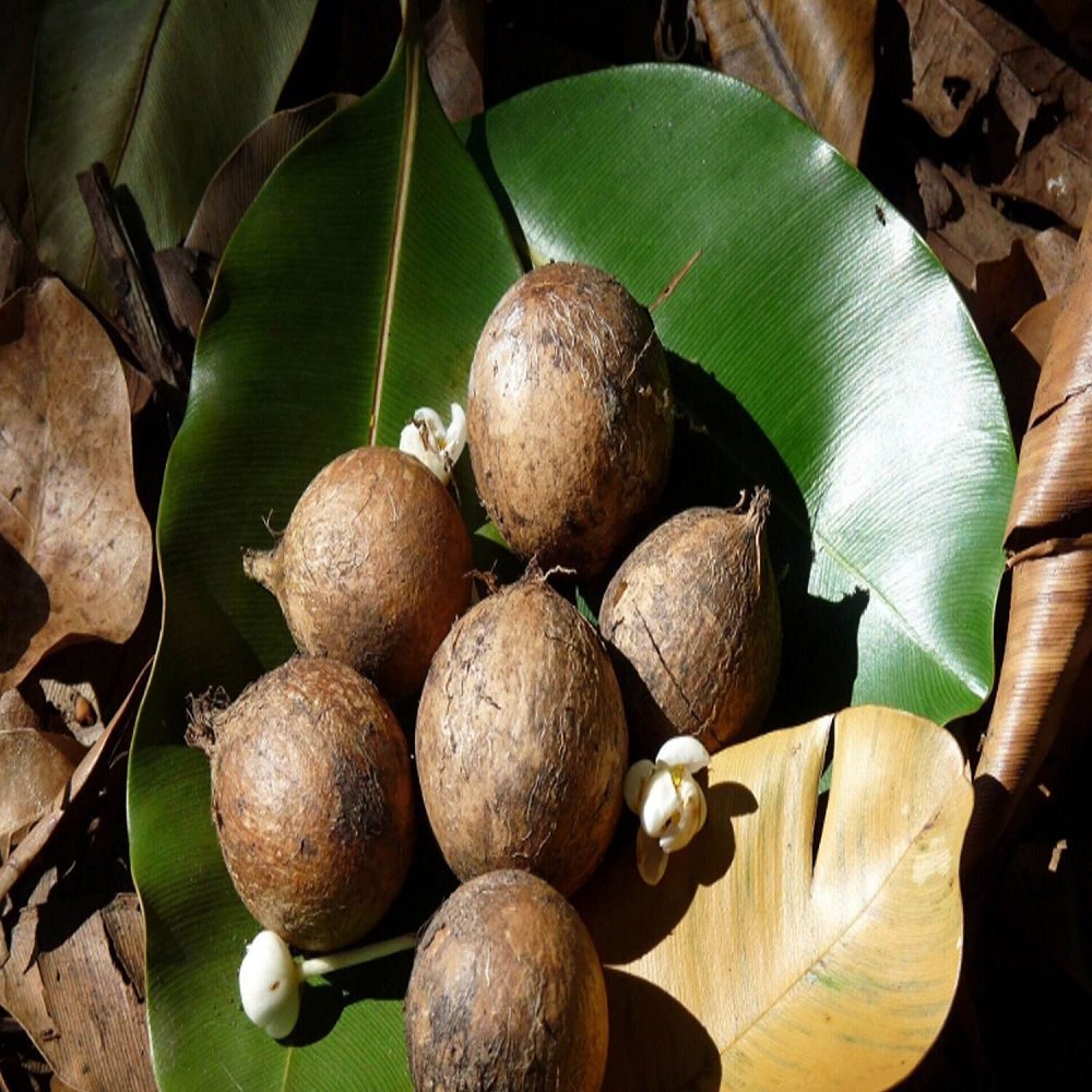 Tamanu Oil cold-pressed