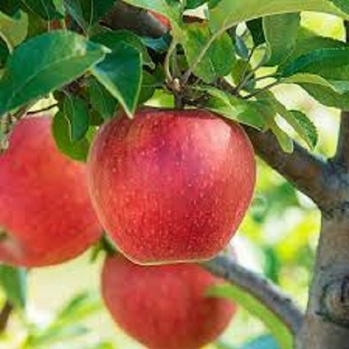 Malus Domestica Apple Seed oil, For More