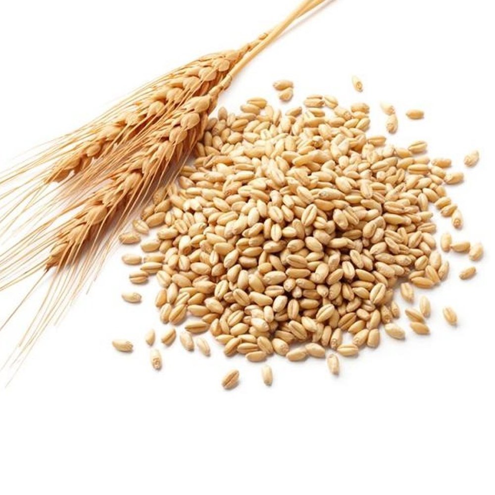Cold-pressed of the wheat germ Wheatgerm Carrier Oil