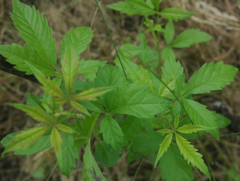 Nirgundi Oil - Vitex Negundo Oil - Sambhalu Oil