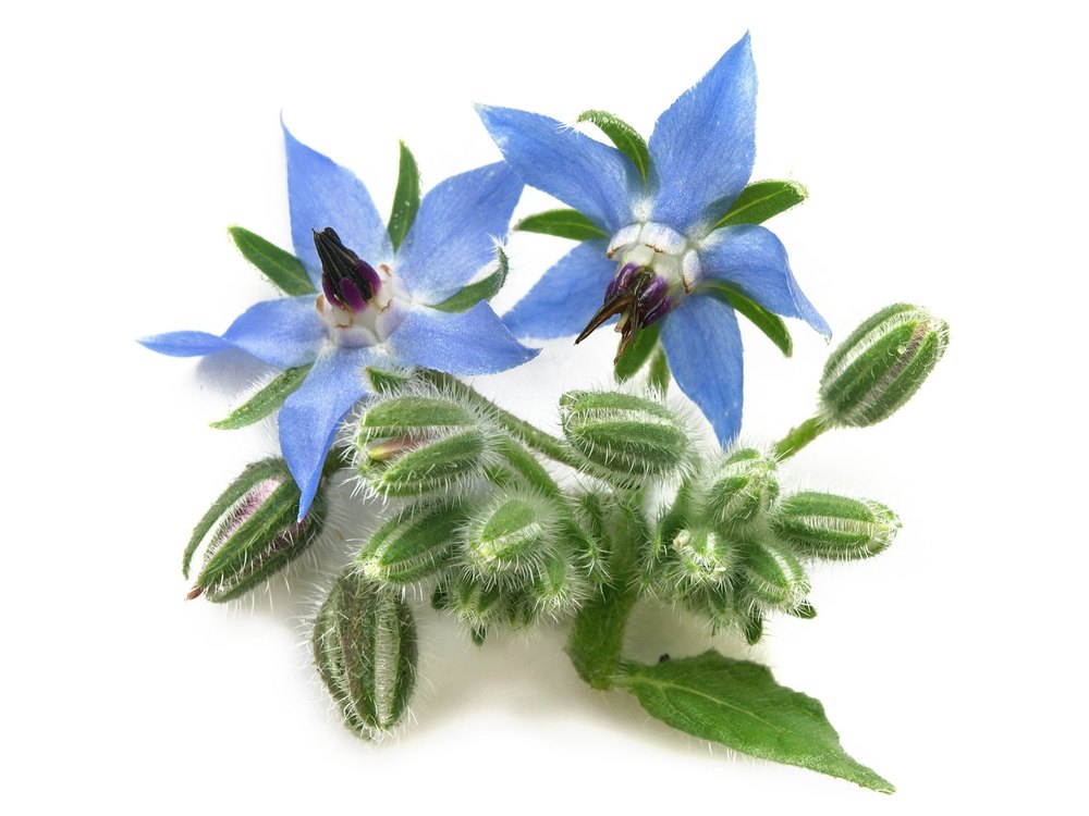 Borage Oil