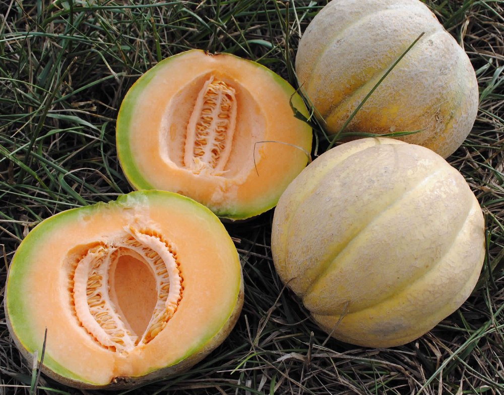 KS Essentials Musk Melon Oil, Packaging Size: 1 Litre To 180 Litre