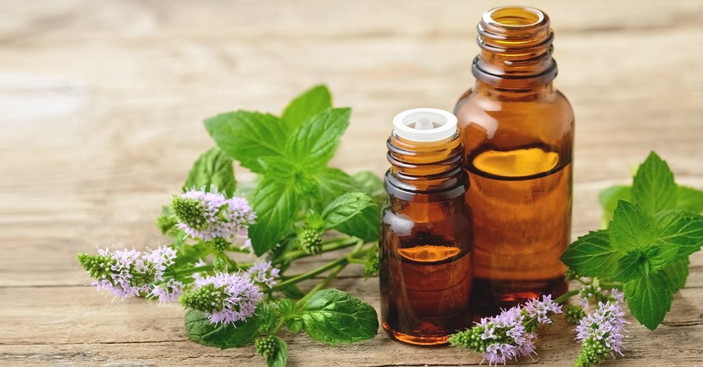 Steam Distillation Mentha piperita Peppermint Oil