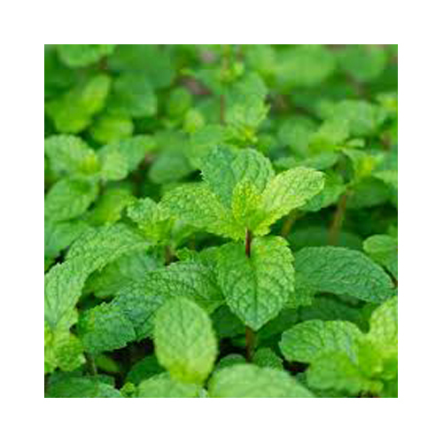 Peppermint Oil, Packaging Size: 25kg