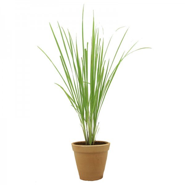 Cymbopogon Lemongrass Oil