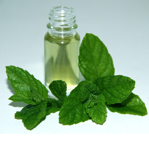 Steam Distillation Mentha Piperita Oil
