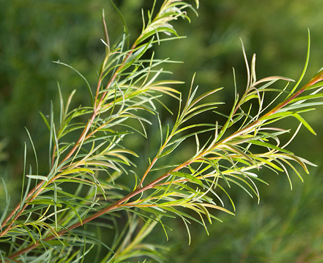 50 kg Tea Tree Oil