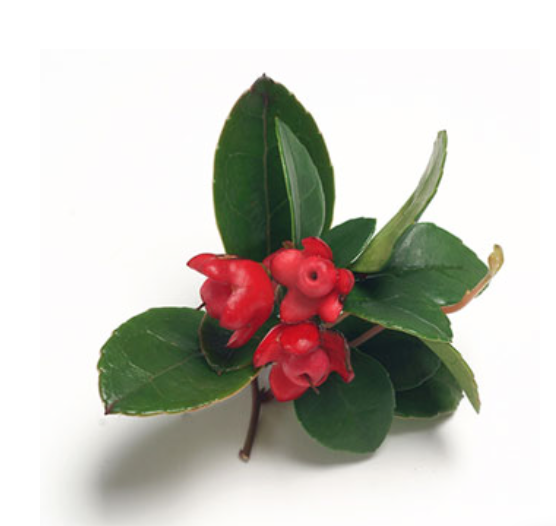 Wintergreen Oil