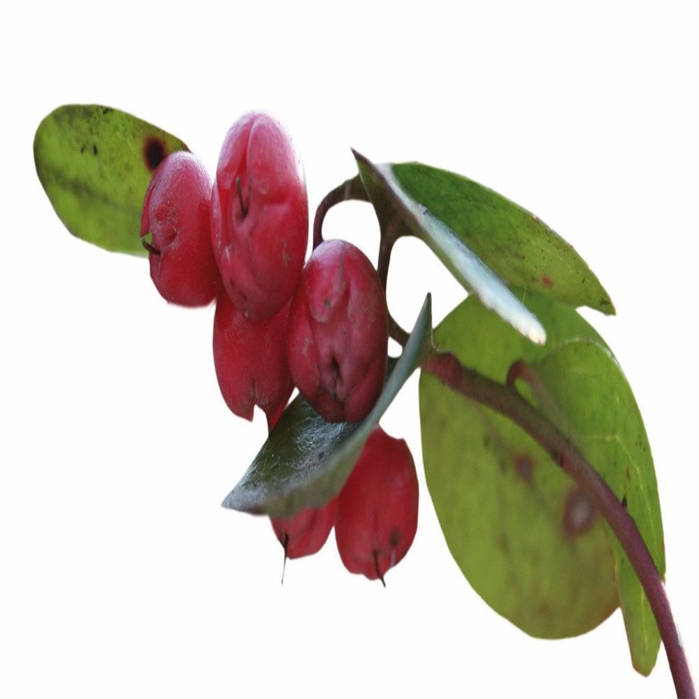 Natural Wintergreen Oil