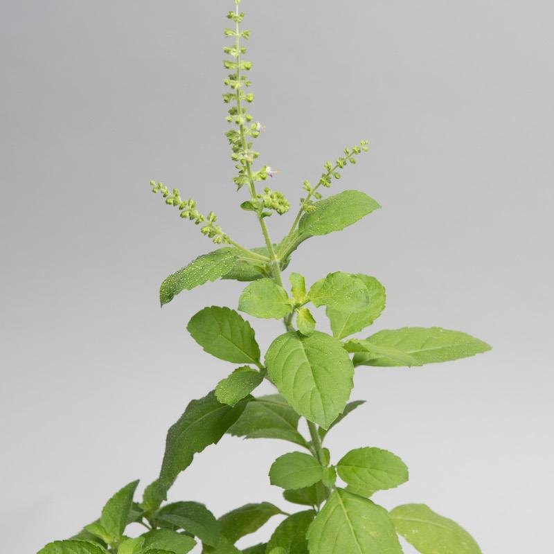 Tulsi Oil, Aluminum bottle