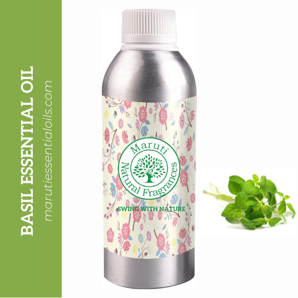 Steam Distillation Leaves Ocimum Basilicum Oil Sweet Basil Oil