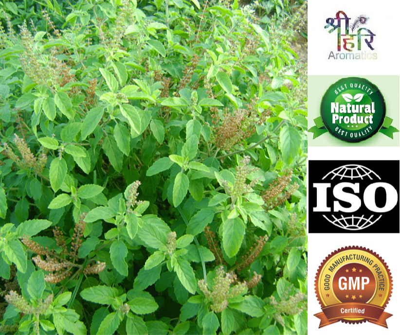 Leaf TULSI OIL, BOTTLES, CAN, Liquid
