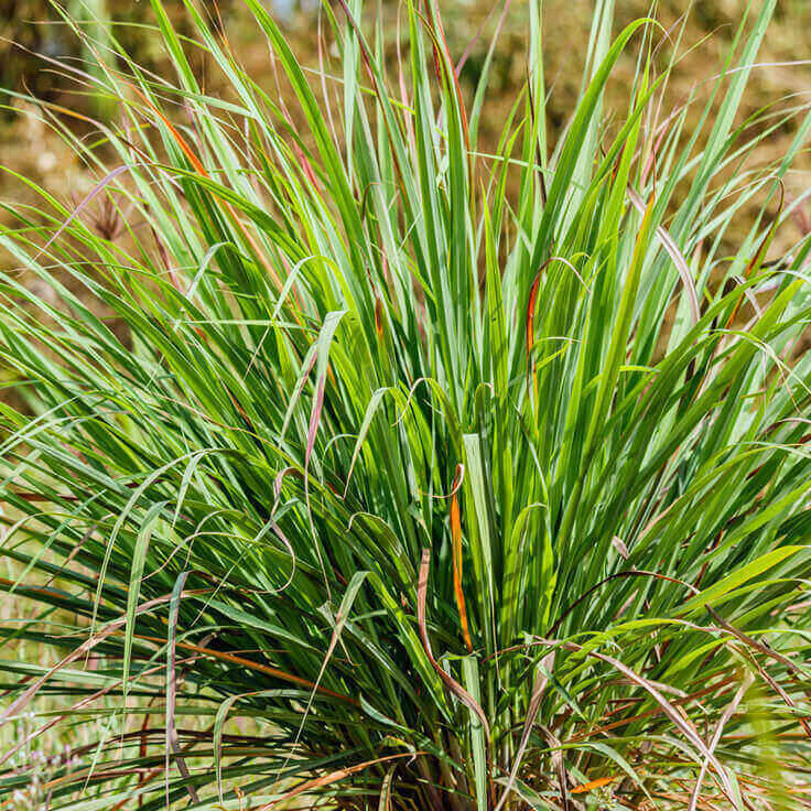Cymbopogon Nardus Leaves Citronella Oil, For Medicinal