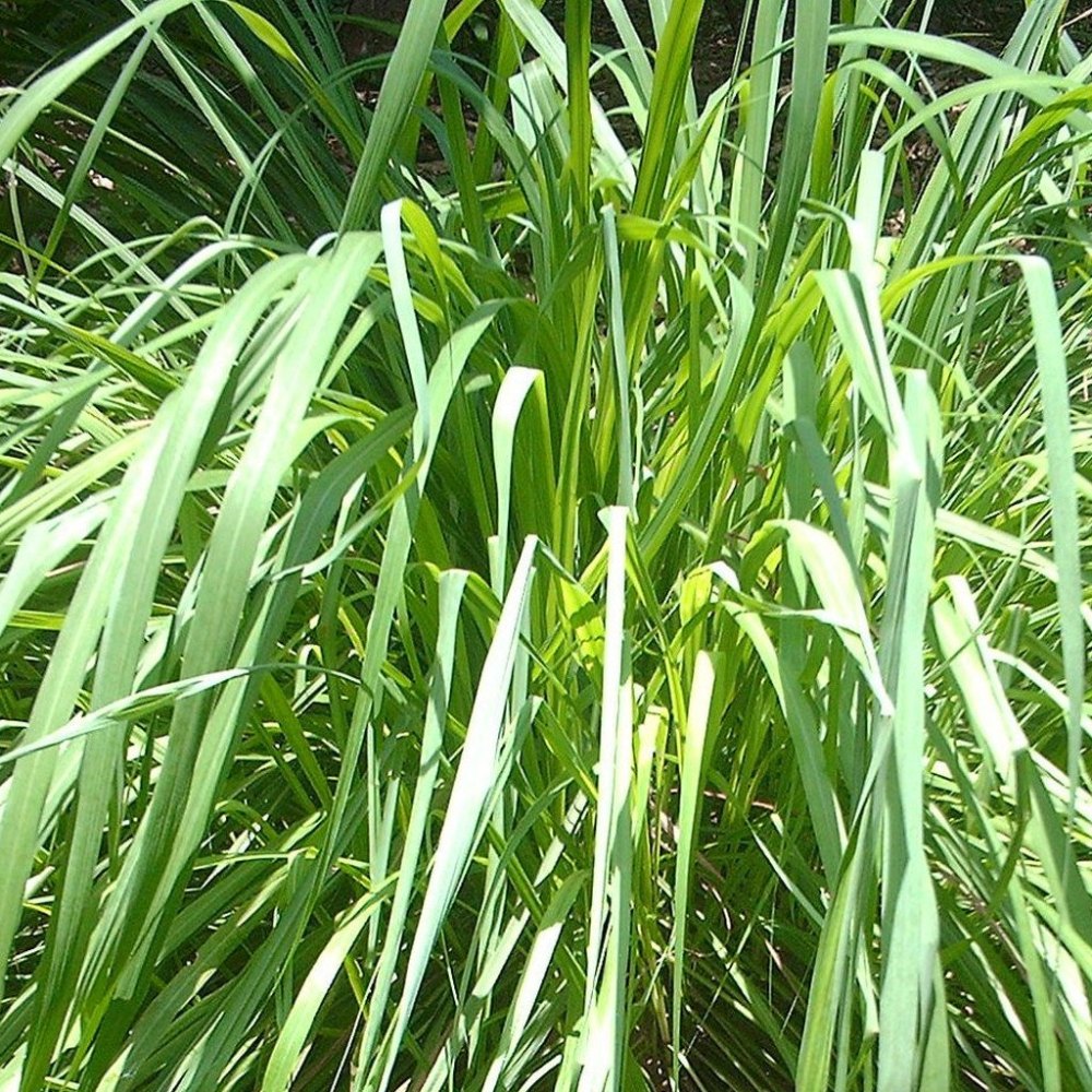 Cymbopogon Nardus Citronella Oil for Skin Care