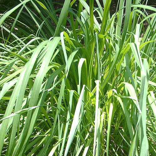 Organic Citronella Oil