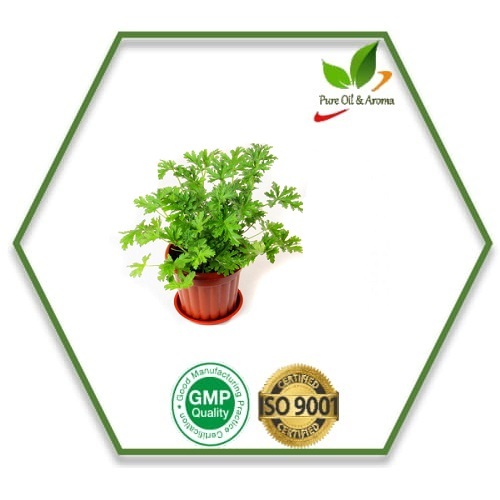 Pale Yellow Leaves Citronella Oil