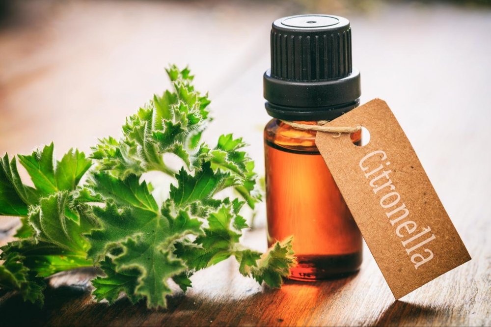 Citronella Grass Oil