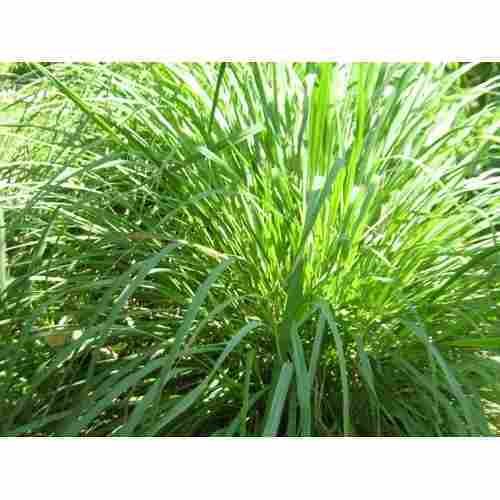 Citronella Organic Oil