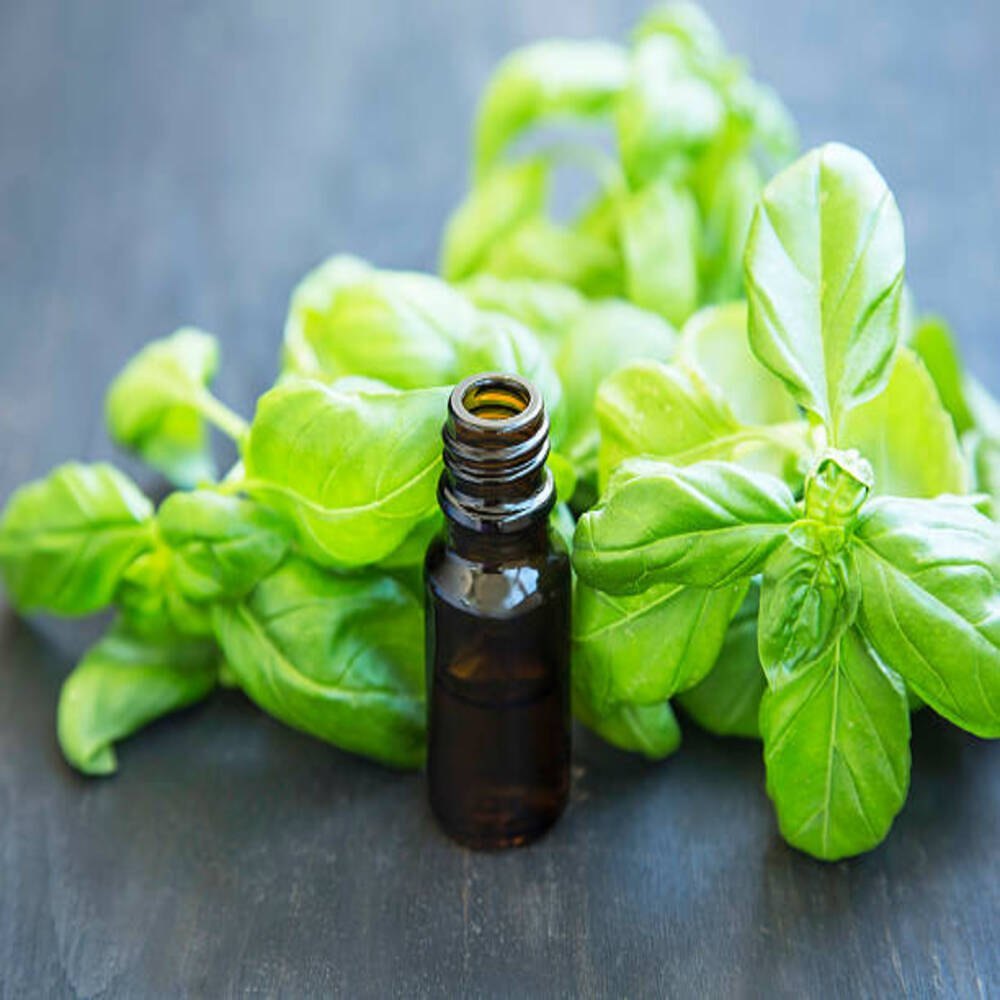 Ocimum Basilicum Fruits Sweet Basil Oil, 100 ml