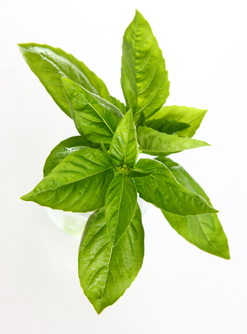 Basil Oil