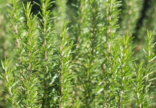 Rosemary Spain Oil