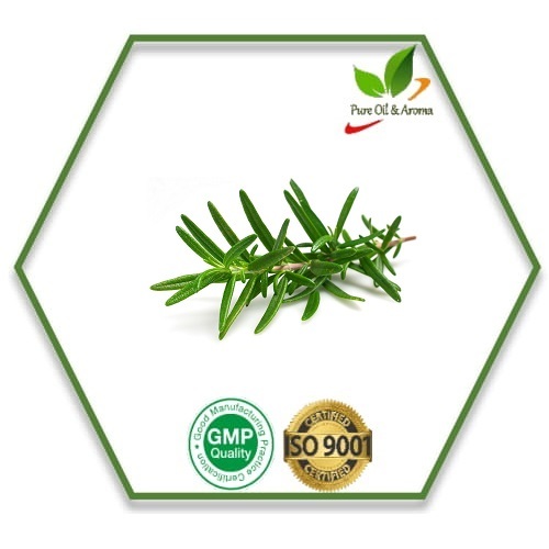 Leaves Rosemary Oil