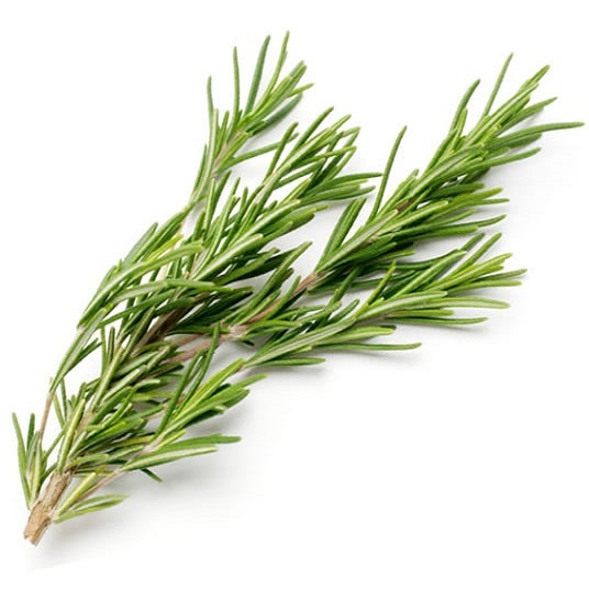 Rosemary Oil Spain