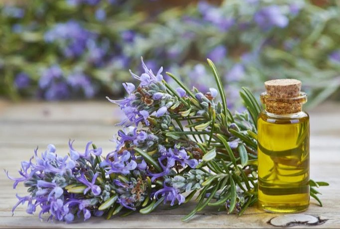 Rosemary Oil