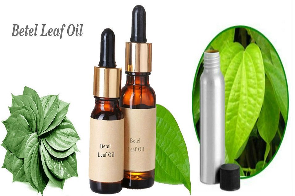 Betel Leaf Essential Oil