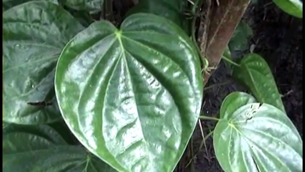 Betal Leaf Oil (Bangla)