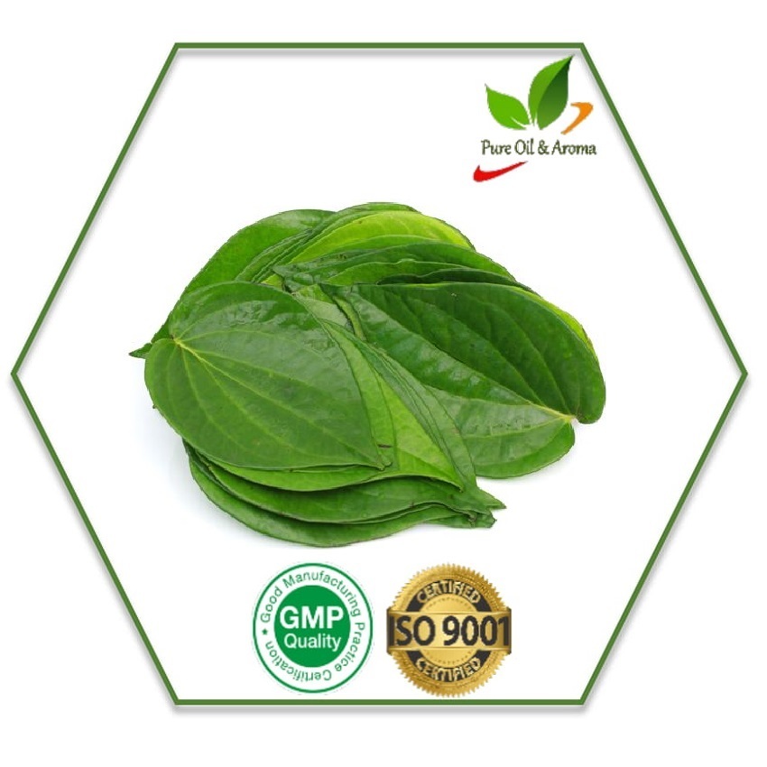 Piper Betle Betel Leaf Oil