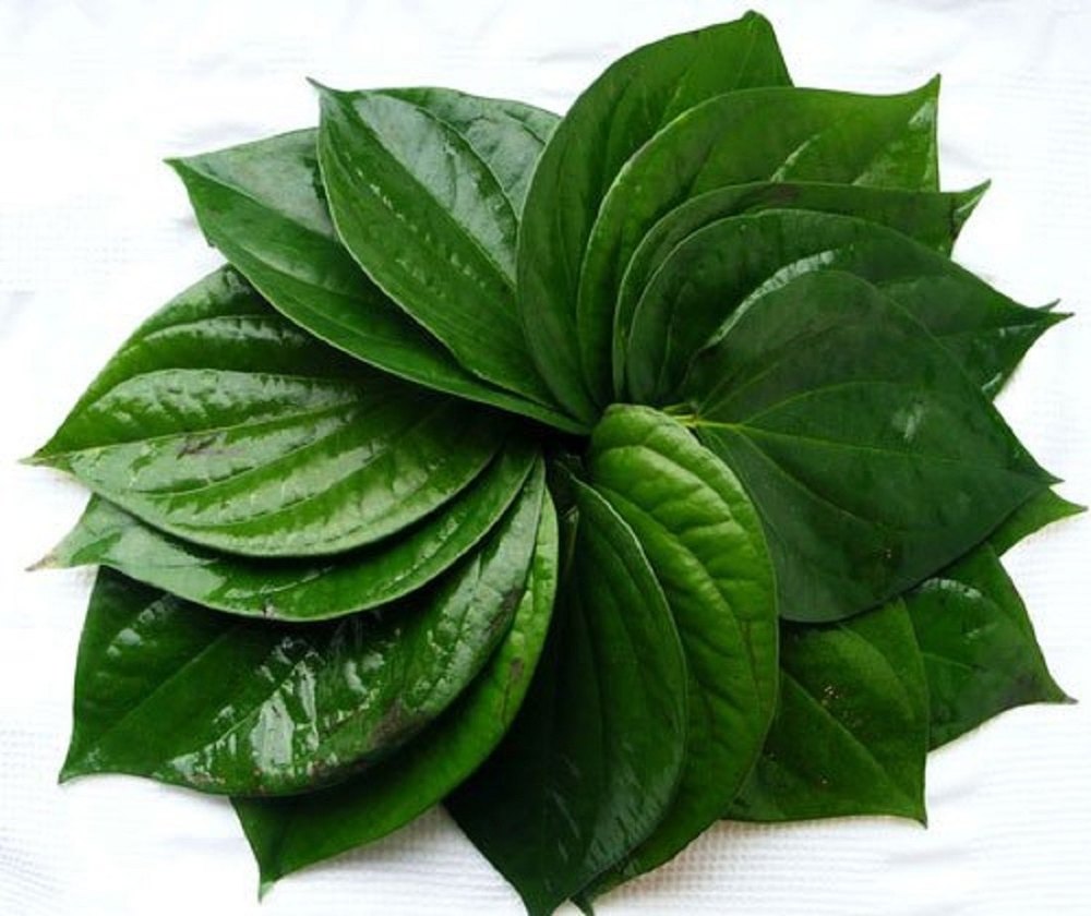 Betal Leaf Oil Pure (Meetha)