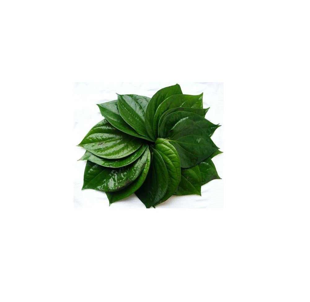 Betel Leaf Oil