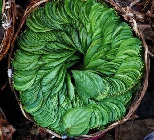 Betel Leaf Oil Piper Betel