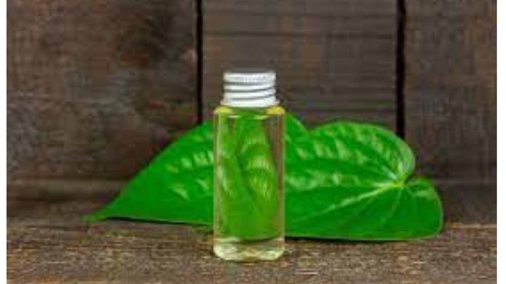 BETEL LEAF OIL