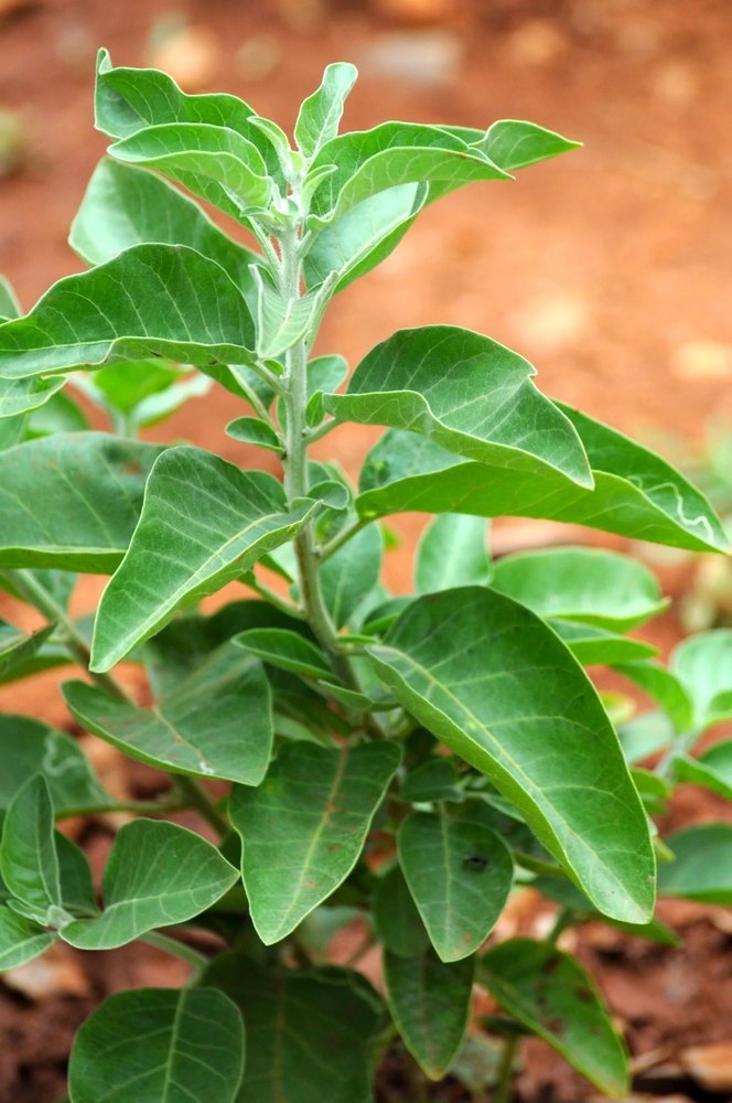 Ashwagandha Oil Pure