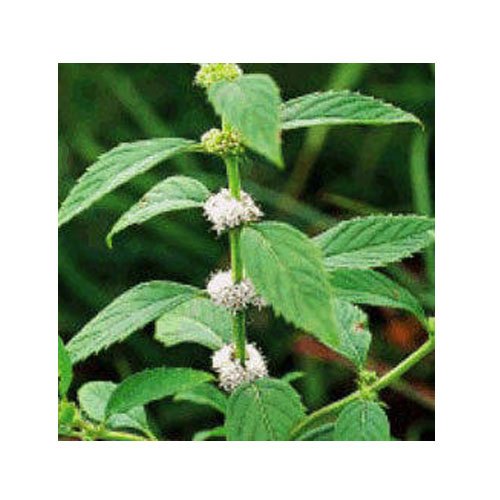 Spearmint Oil