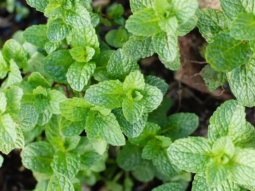 Spearmint Oil, Purity: 100%, 5 Kg