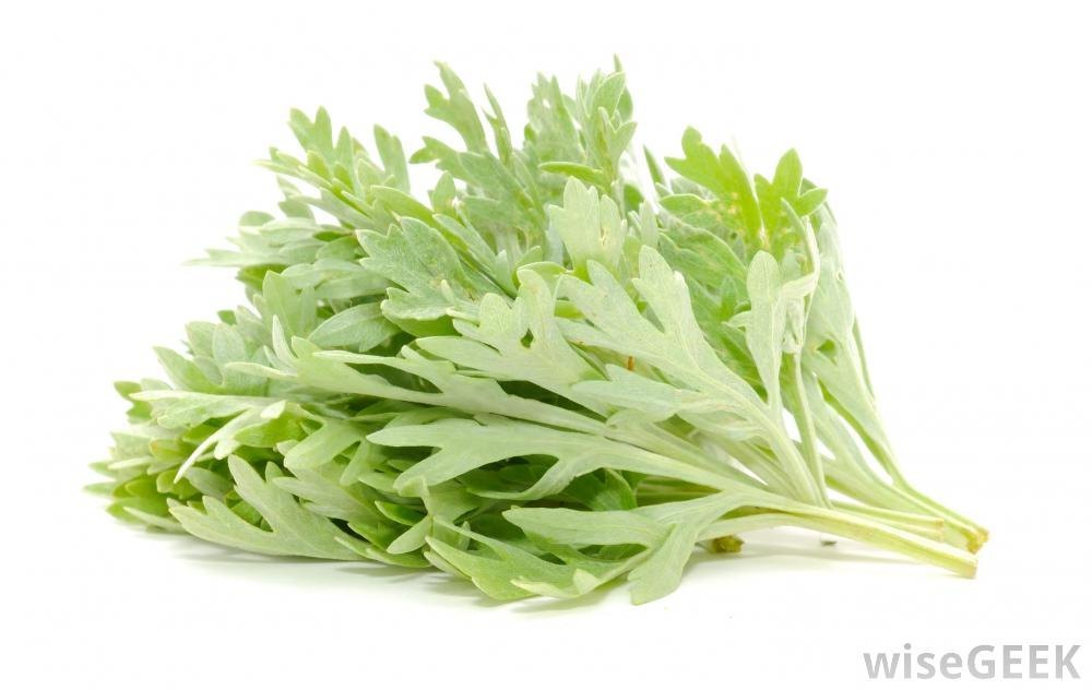 Artemisia absinthium L. Wormwood Oil, For Aromatherapy
