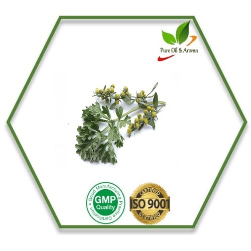 Pale Yellow Fresh Wormwood Oil