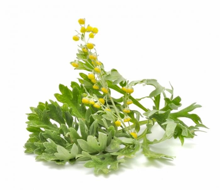 KS Essentials Artemisia Absinthium Wormwood Oil, For Skin Care