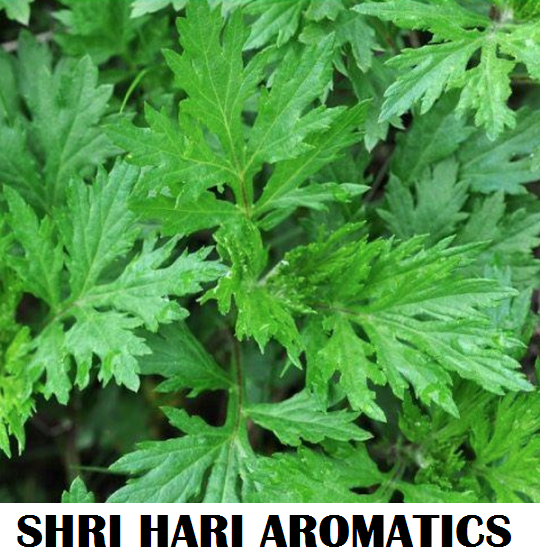Steam Distillation Artemisia Oil, For Cosmetic, Leaves