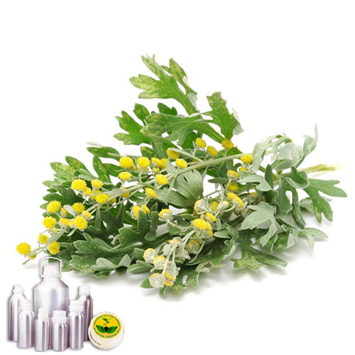 Worm Wood Oil