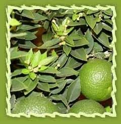 Bergamot Essential Oil (Laurus Nobilis)