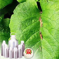 Cajuput Pure Essential Oil