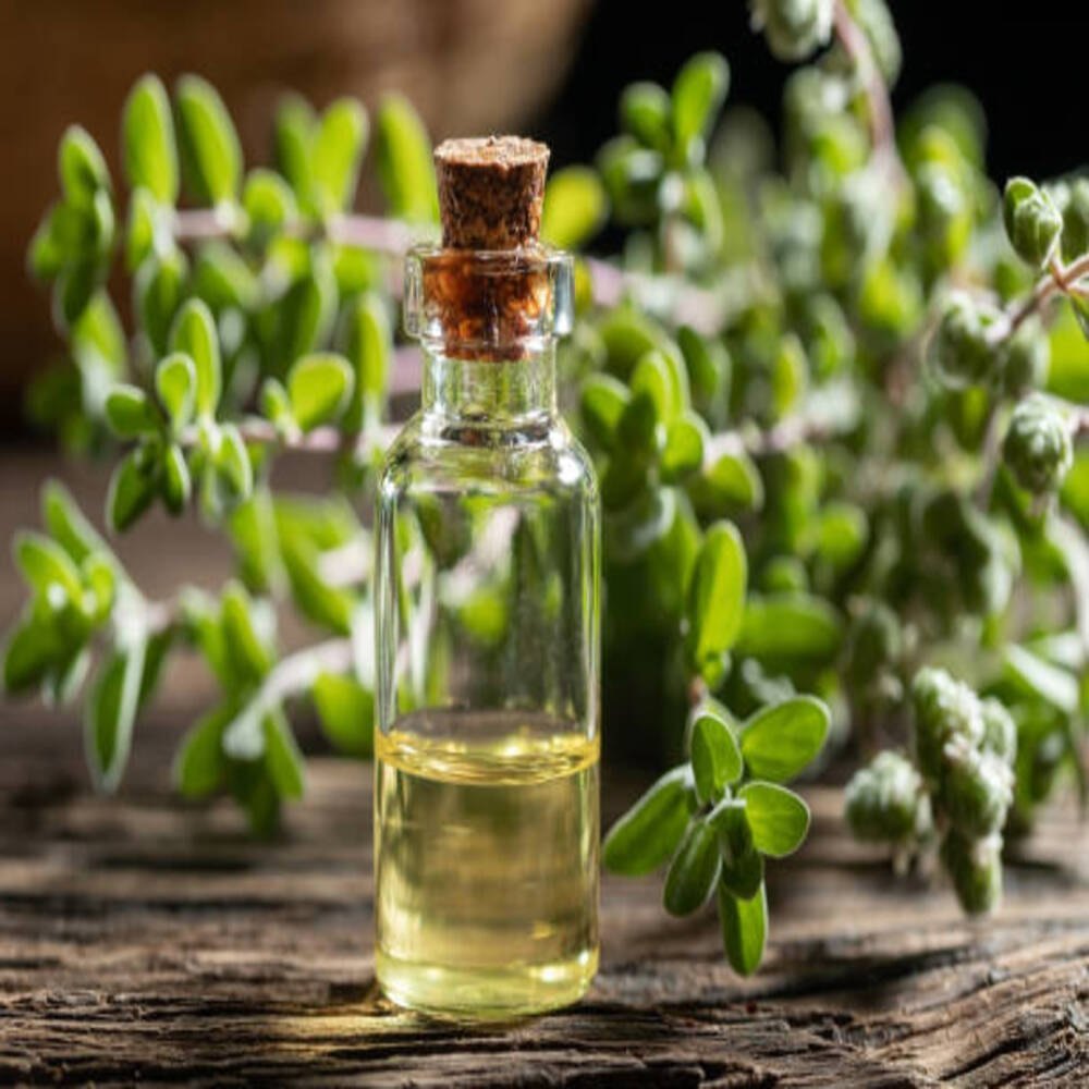 Origanum Hortensis Marjoram Oil