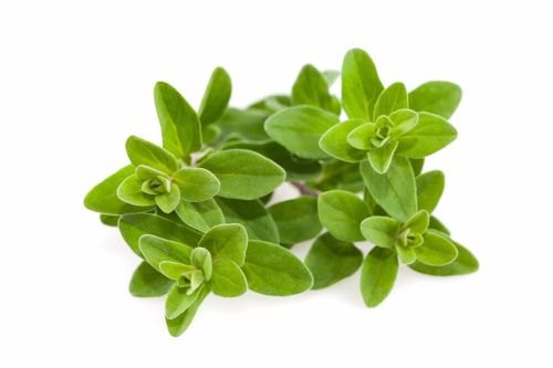 Origanum Marjoram Essential Oil