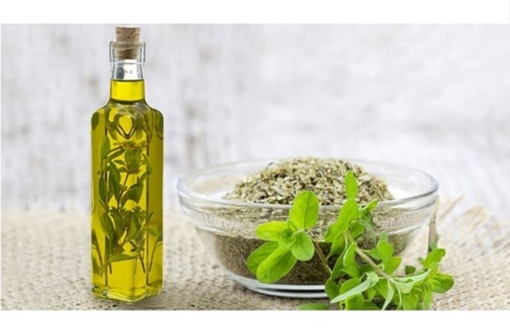 Origanum majorana Marjoram Oil