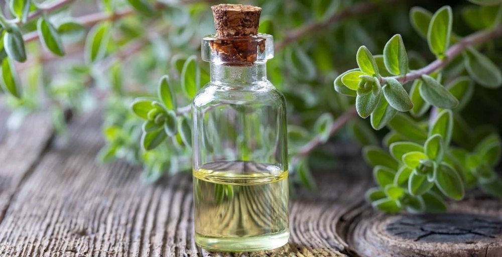 Origanum majorana Leaves Marjoram Essential Oil